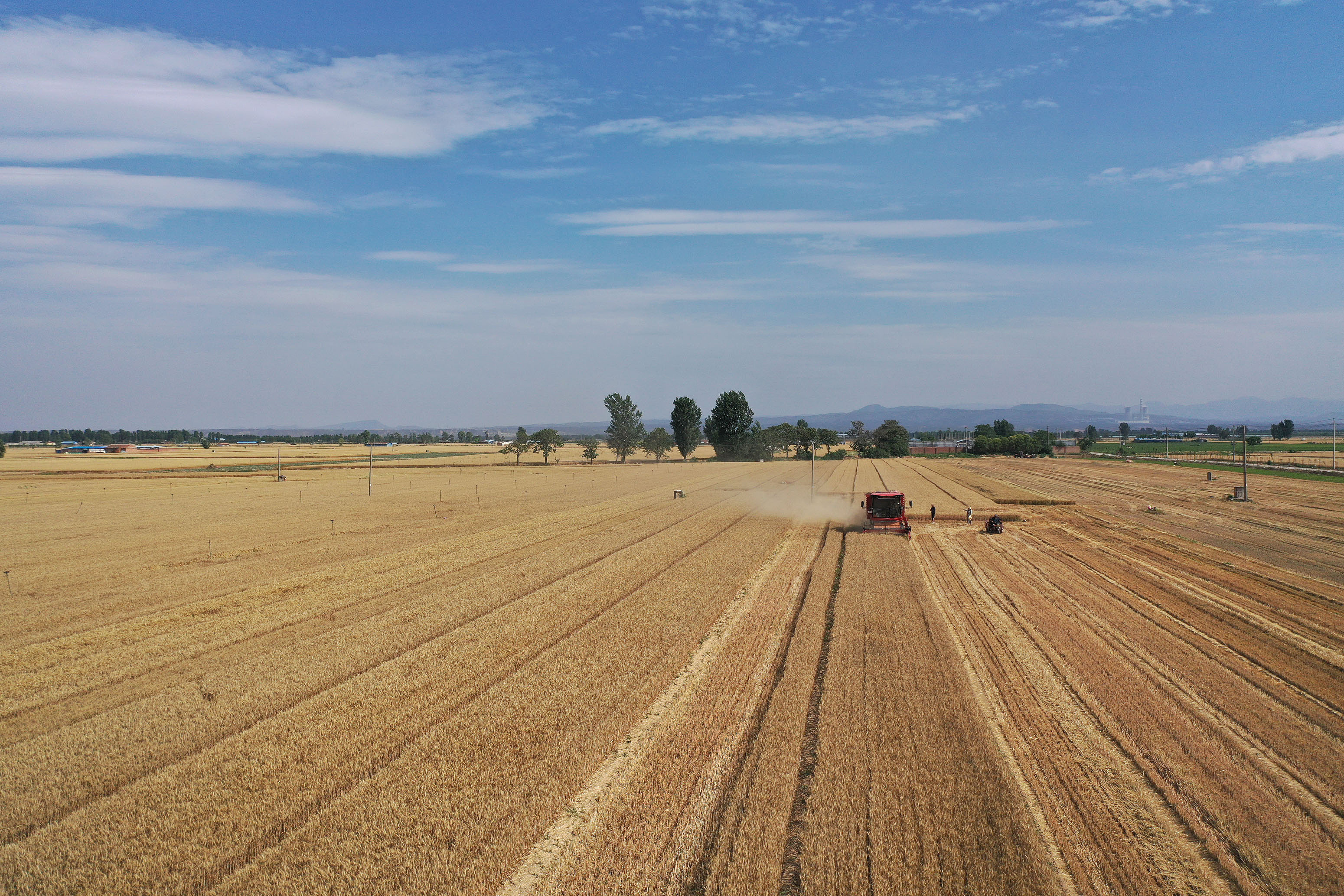 2025年6月3日，河南焦作，溫縣黃河街道灘王莊村農民駕駛收割機收獲小麥。