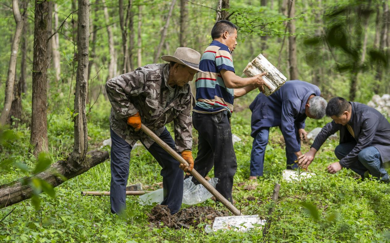 2025年4月16日，江西新余，仙女湖區(qū)河下鎮(zhèn)花園村林場，人們正在搬運(yùn)、栽植靈芝菌棒。